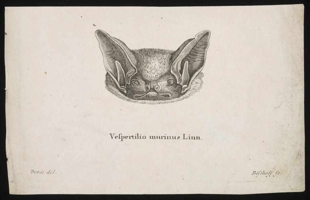 Vespertilio murinus Linn, by Bischoff, 1775