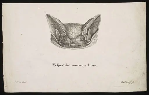 Vespertilio murinus Linn, by Bischoff