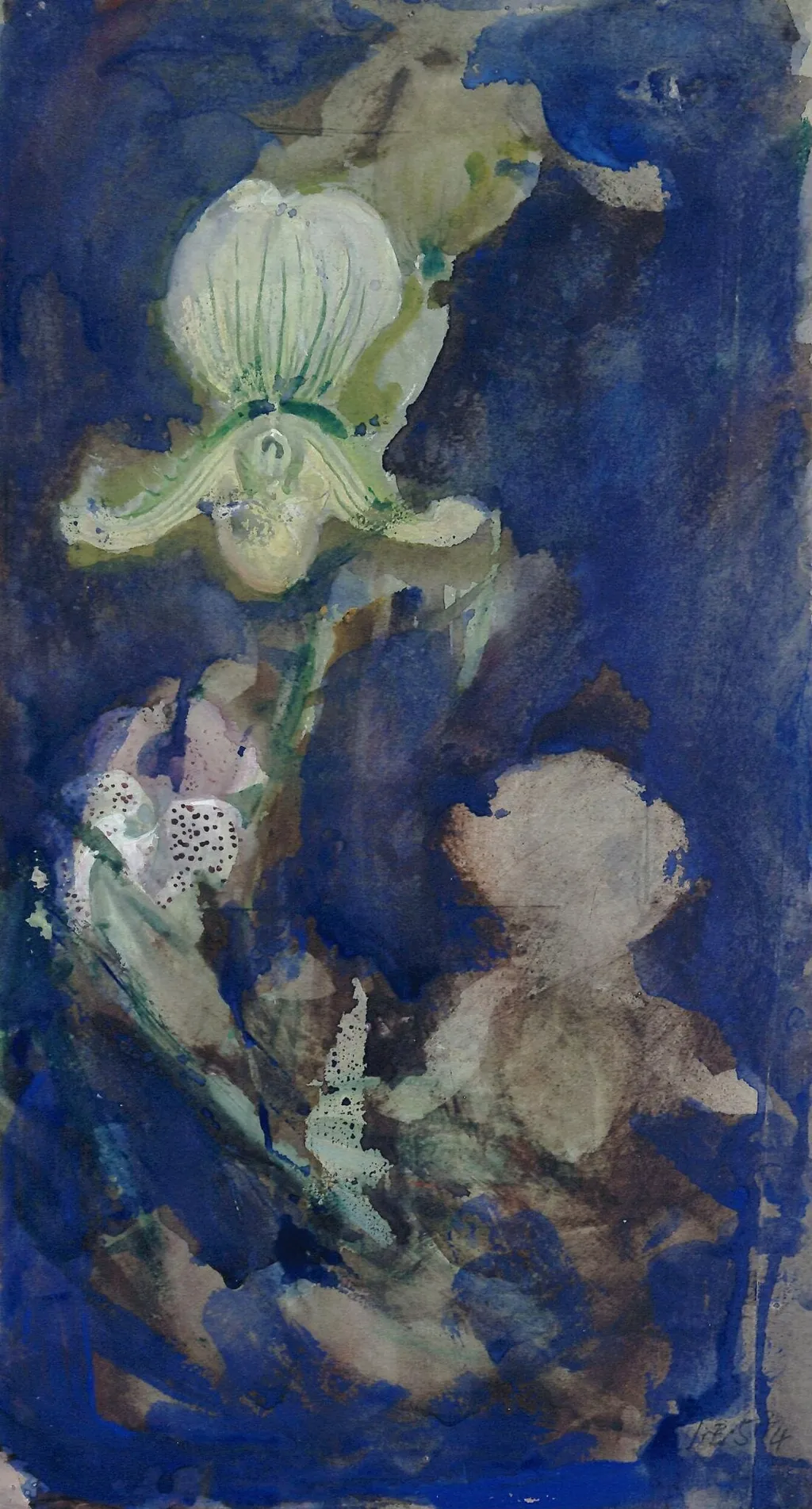 Slipper Orchids, by Blatherwick, watercolor, 1934