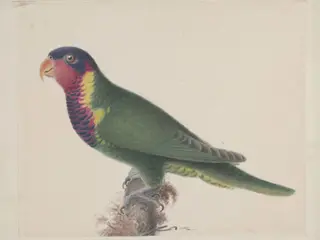 Blossom-headed parakeet