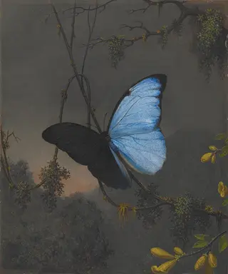 Blue Morpho Butterfly