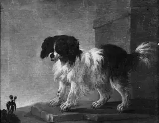 Bolognese Dog