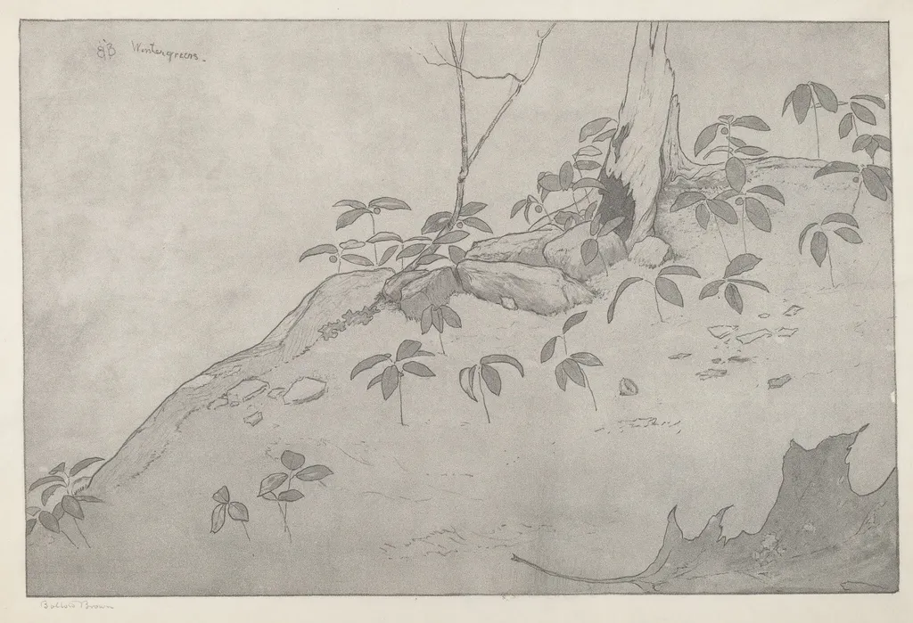 Wintergreens, by Bolton Brown, ink, 1916