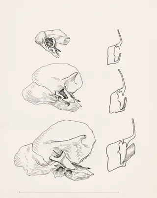 Bone structure relating to the human throat, 1970