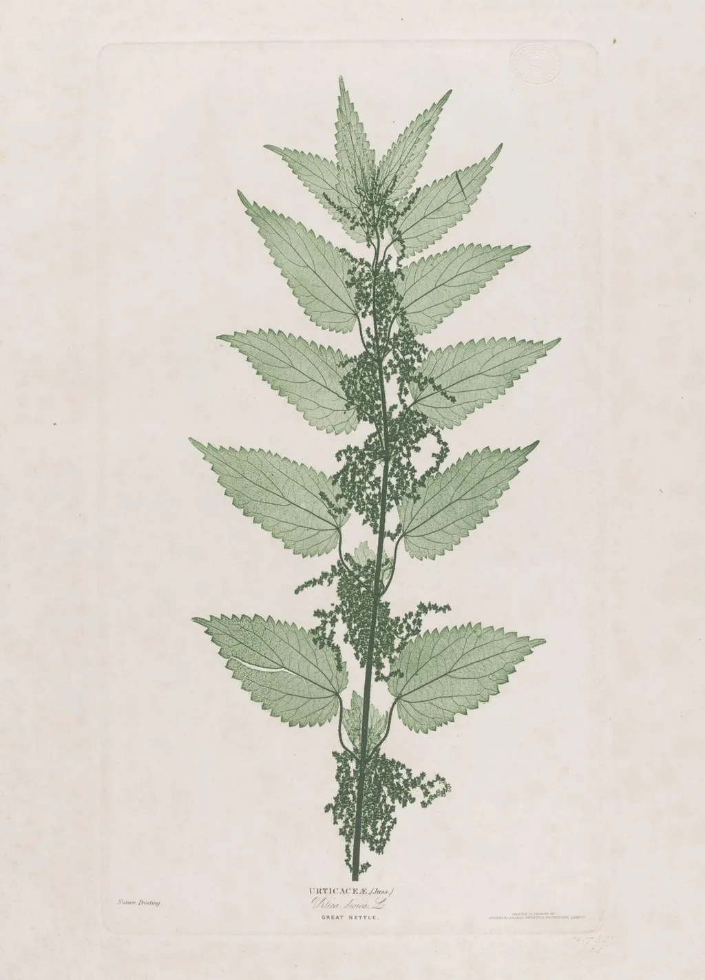 Great Nettle, by Bradbury & Evans, 1854