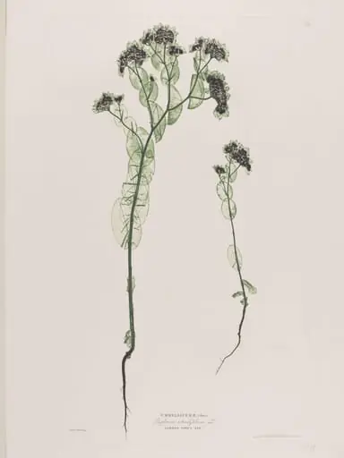 Umbelliferae (Buphorum rotundifolium, Lo.), by Bradbury & Evans