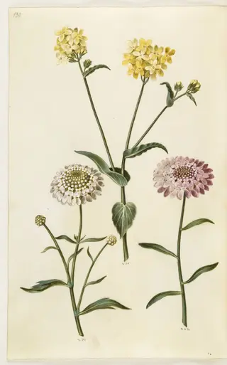 Brassica napus (raps); Iberis amara (bitter sløjfeblomst)
