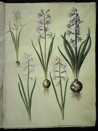 Brimeura amethystina (pyrenæisk hyacint); Hyacinthus orientalis (almindelig hyacint), 1654