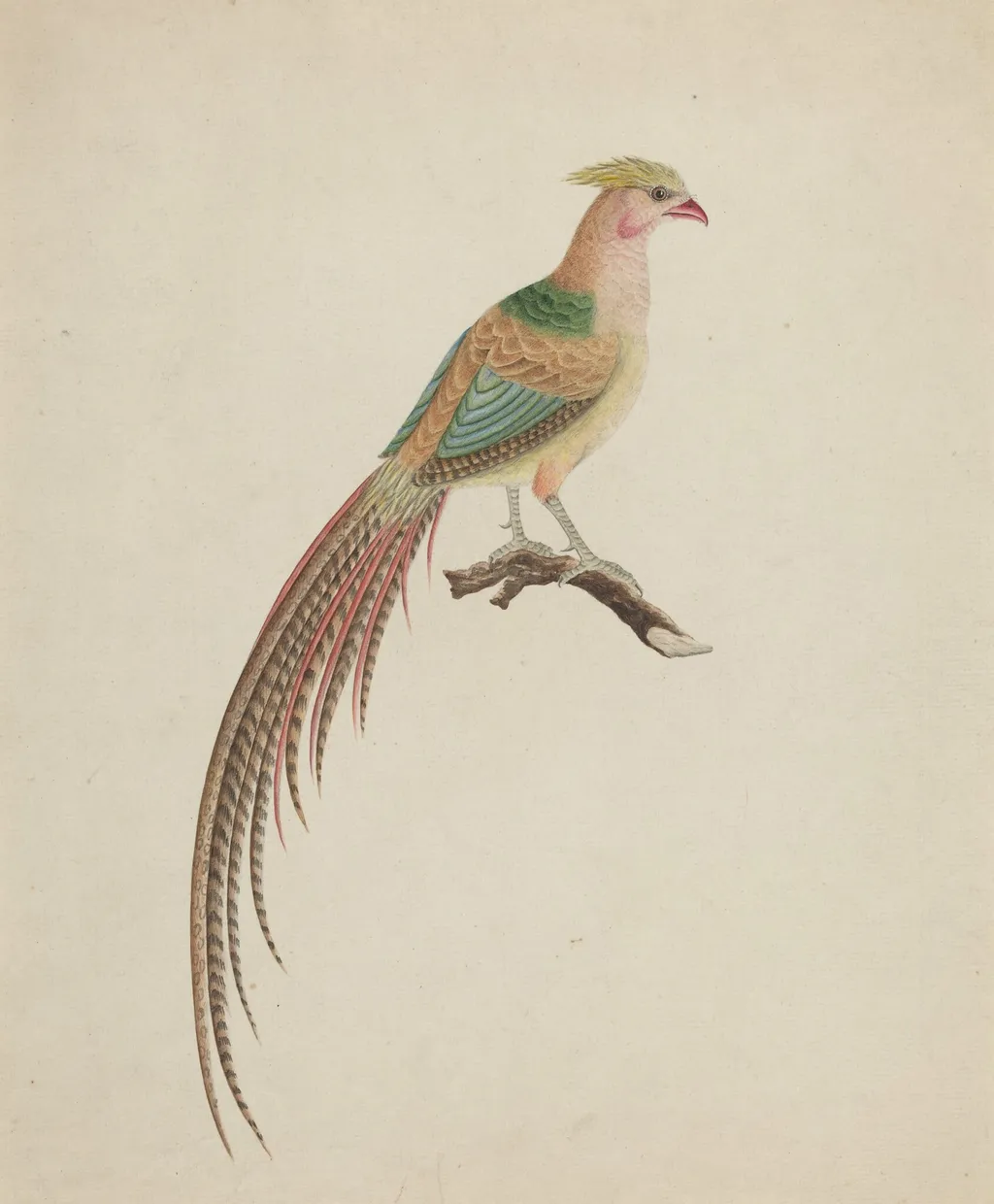 Golden Pheasant (Chrysolophus pictus), by British 18th Century, graphite