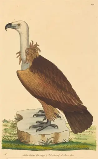 The Alpine Vulture, by British 18th Century