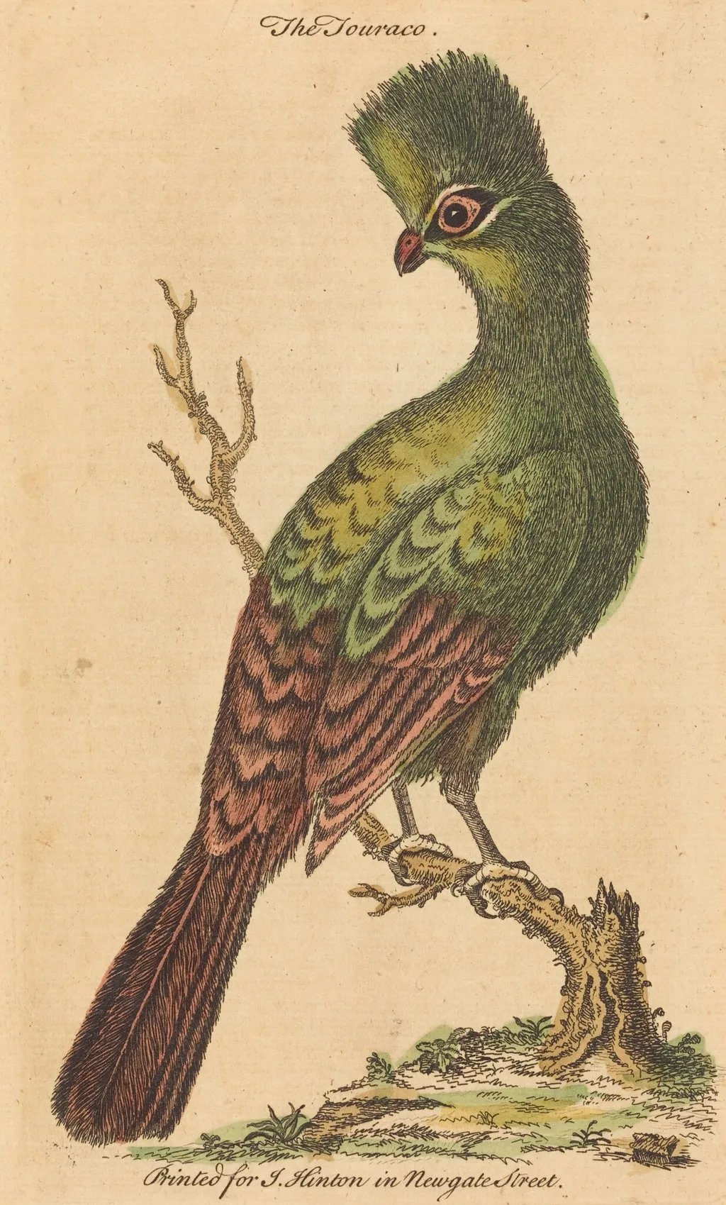 The Touraco Bird, by British 18th Century, ink