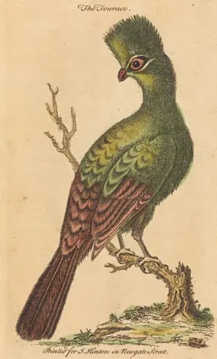 The Touraco Bird, by British 18th Century