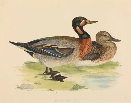 Bimaculated Duck, by British 19th Century