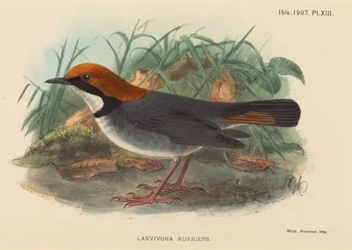 Bird (Larvivora Ruficeps), by British 19th Century