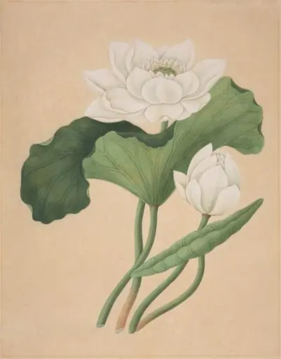 East Indian Lotus (Nelumbo nucifera), by British 19th Century