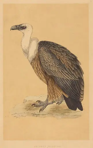 Griffon Vulture, by British 19th Century