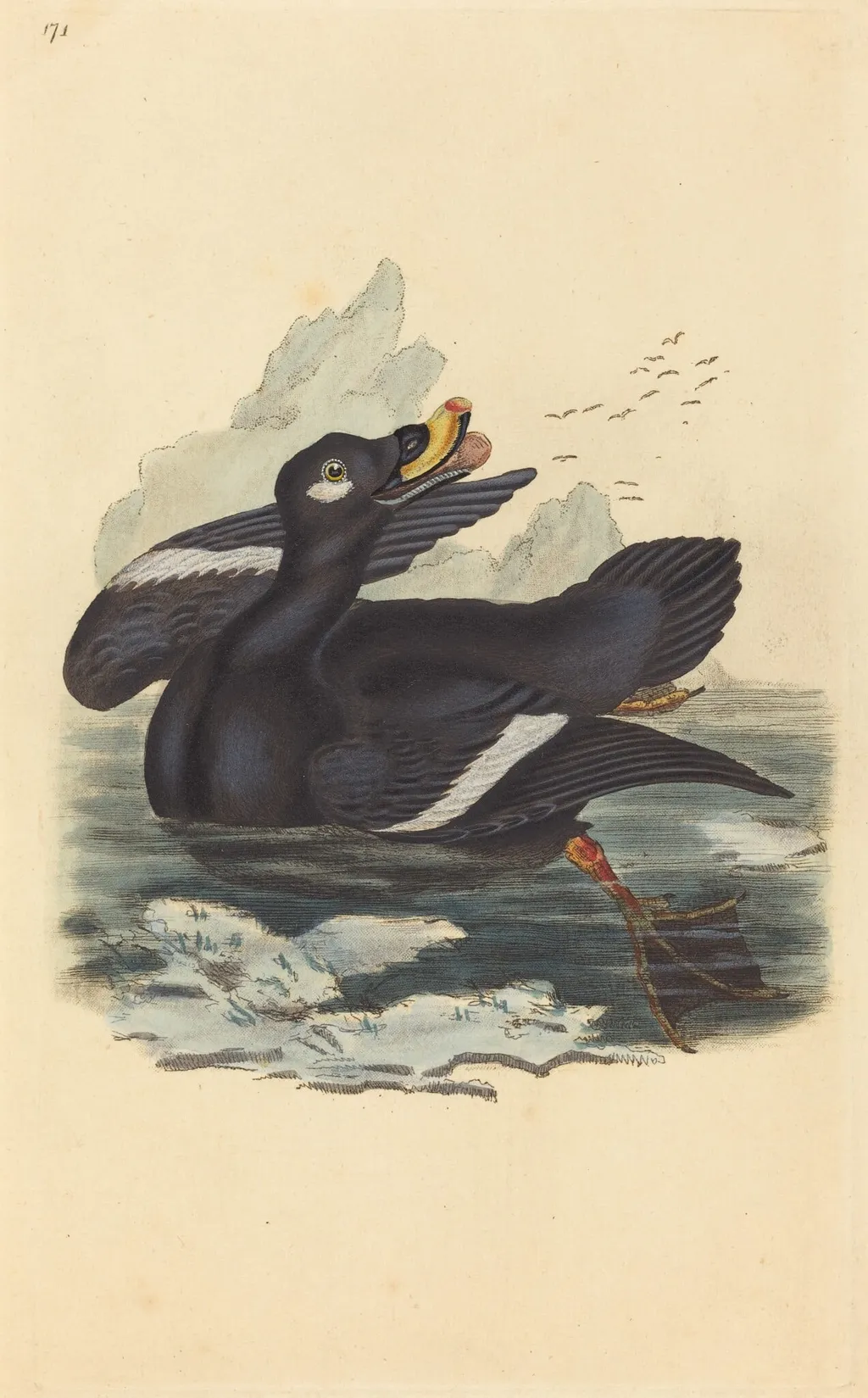 Velvet Duck, by British 19th Century, ink, 1850