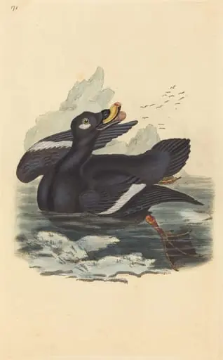 Velvet Duck, by British 19th Century