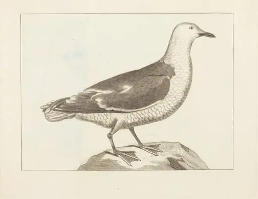 Water Fowl, by British 19th Century