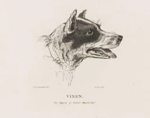 VIXEN