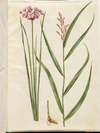 Butomus umbellatus (brudelys); Phragmites australis (almindelig tagrør), 1654