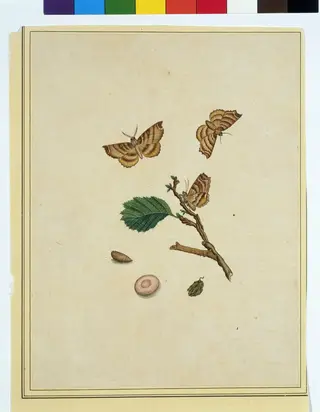 Butterflies