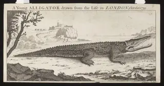 A Young ALLIGATOR drawn from the Life in LONDON, October. 1739.