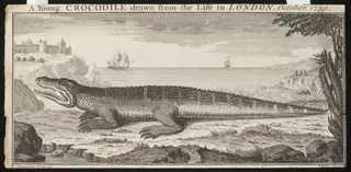 A Young CROCODILE drawn from the Life in LONDON, October. 1739., by C. Lampriere