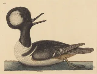 The Round Crested Duck (Mergus cucullatus), by Mark Catesby, ink, 1737