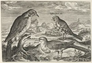 Lark and Two Smaller Birds, by Adriaen Collaert, ink, 1600