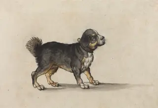 A Mastiff with a Gold-Tooled Collar, by Jakob Walther, ink, 1584