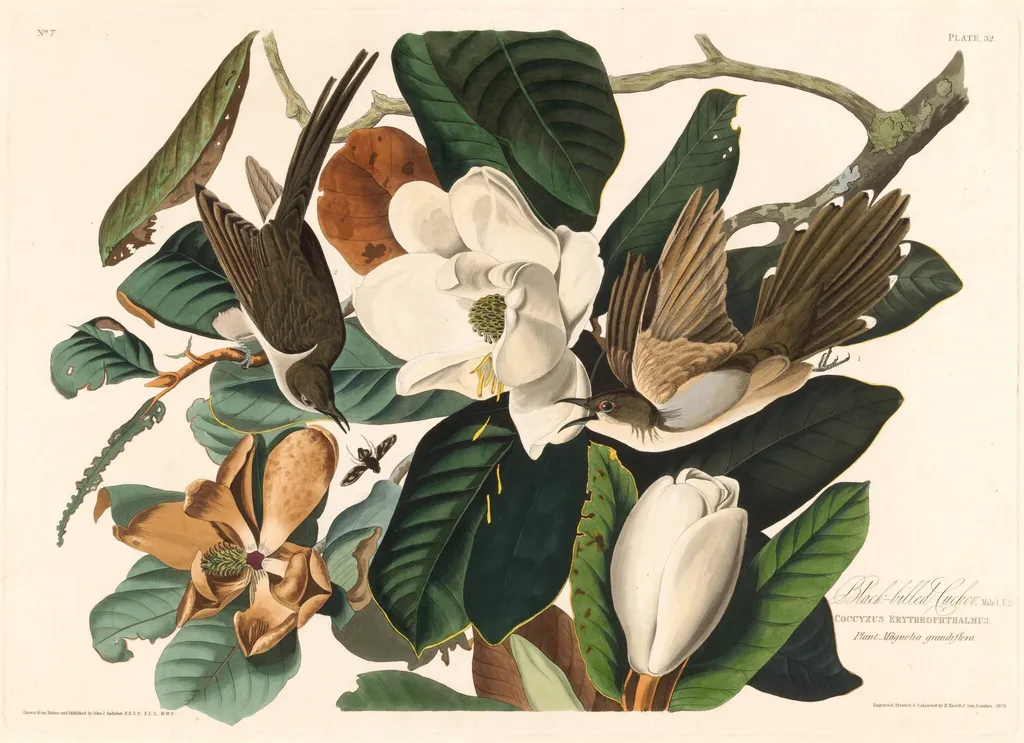 Black-billed Cuckoo, by Havell, Jr., Robert, ink, 1828