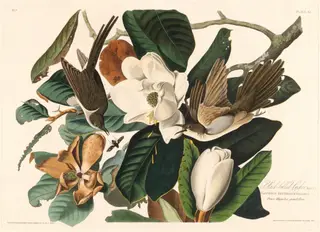 Black-billed Cuckoo, by Havell, Jr., Robert, ink, 1828
