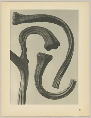 Cucurbita, by Karl Blossfeldt, 1928
