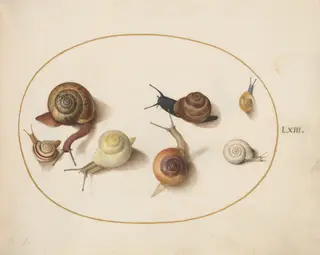 Plate 63: Seven Snails, by Joris Hoefnagel, gouache, 1594