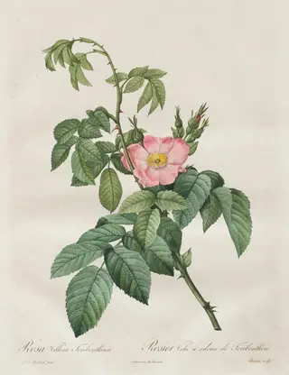Les Roses:  Rosa Villosa Terebenthina, by Henry Joseph Redouté, 1820