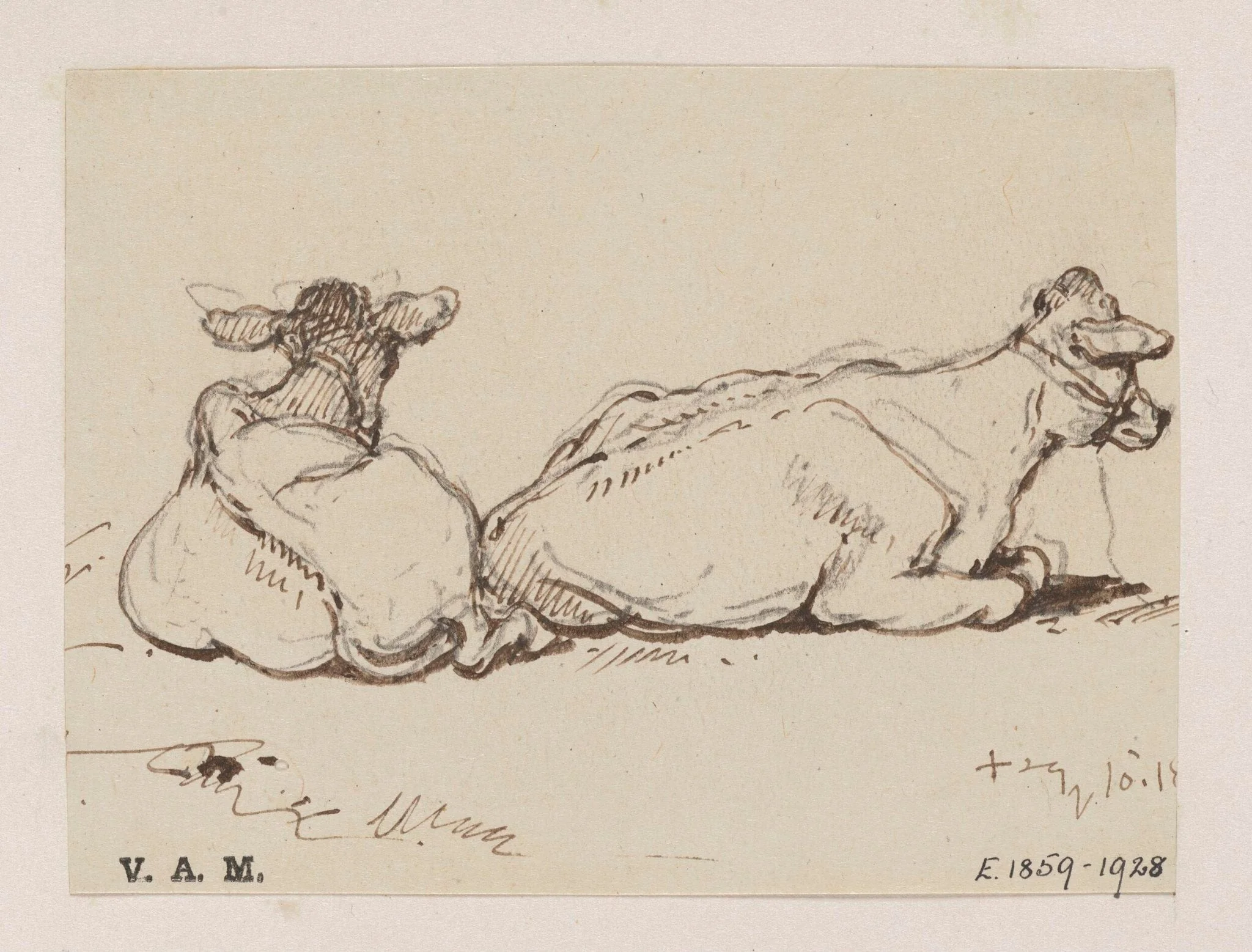 Two cows, detail