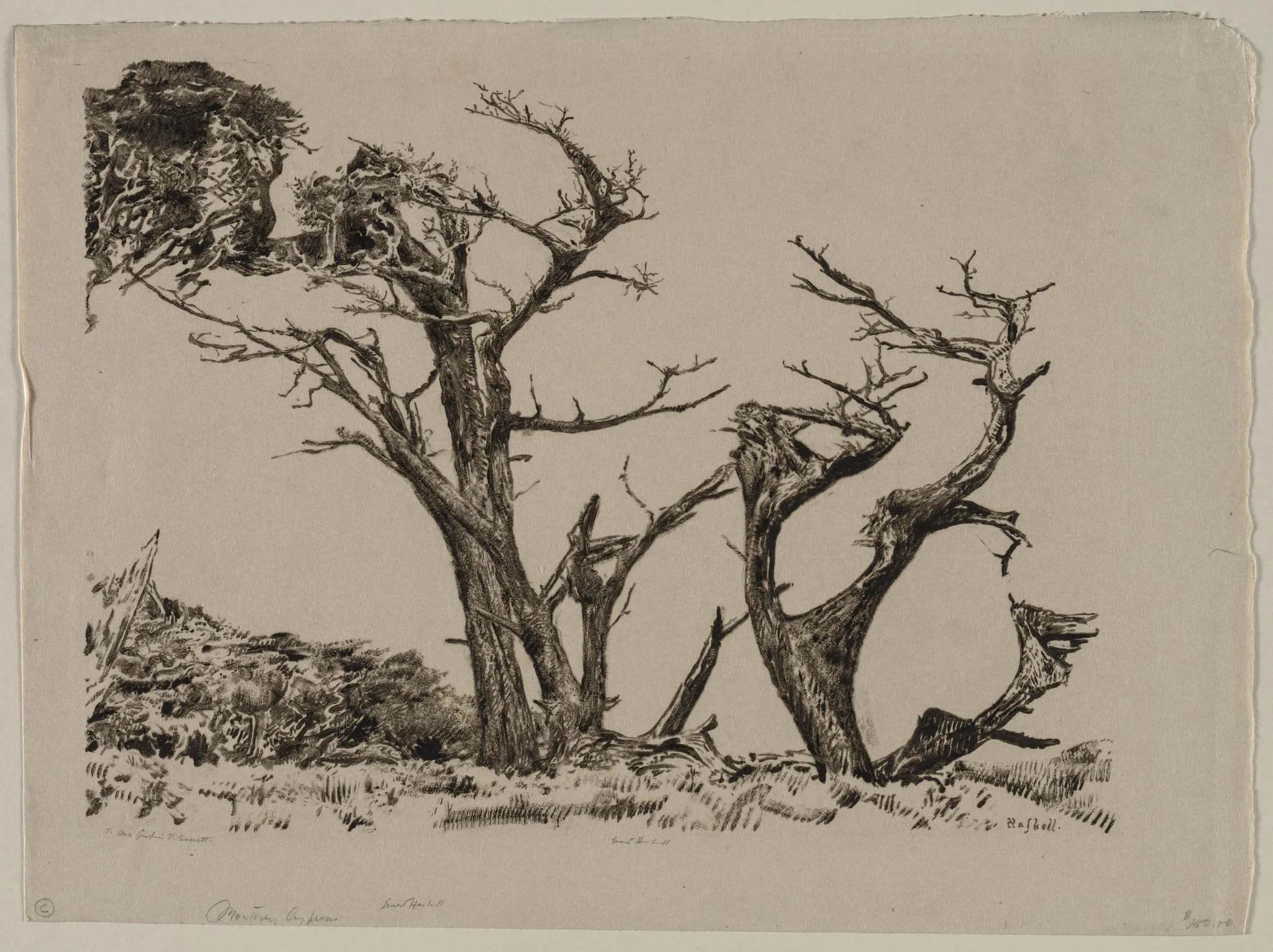 Monterey Cypress, detail