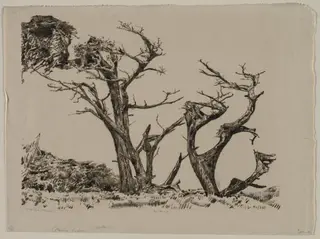 Monterey Cypress, by Ernest Haskell, 1910