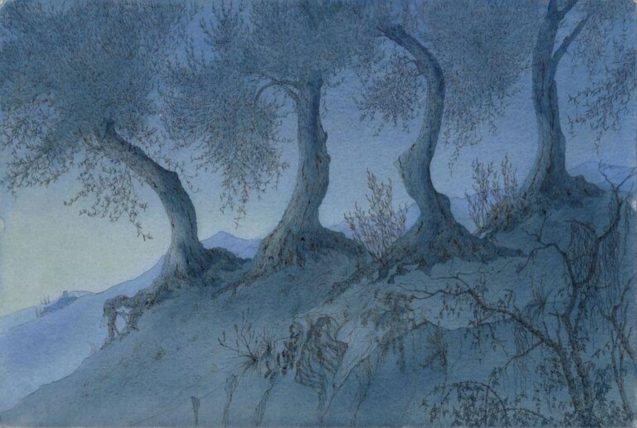 Olive trees at St. François AM, detail