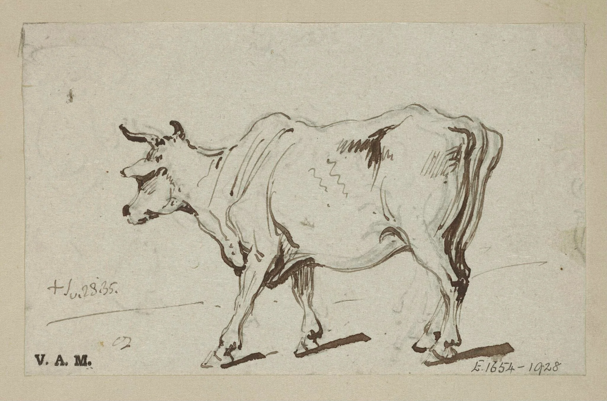 A standing cow, detail