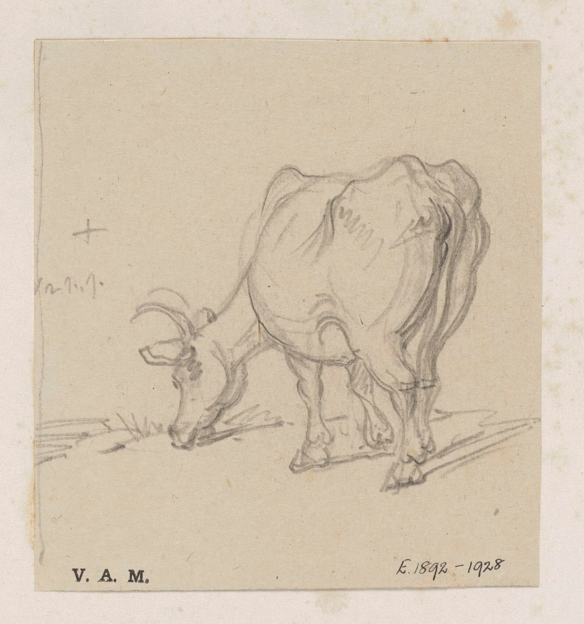 A study of a cow, detail