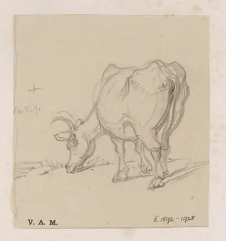 A study of a cow, by George Chinnery, 19