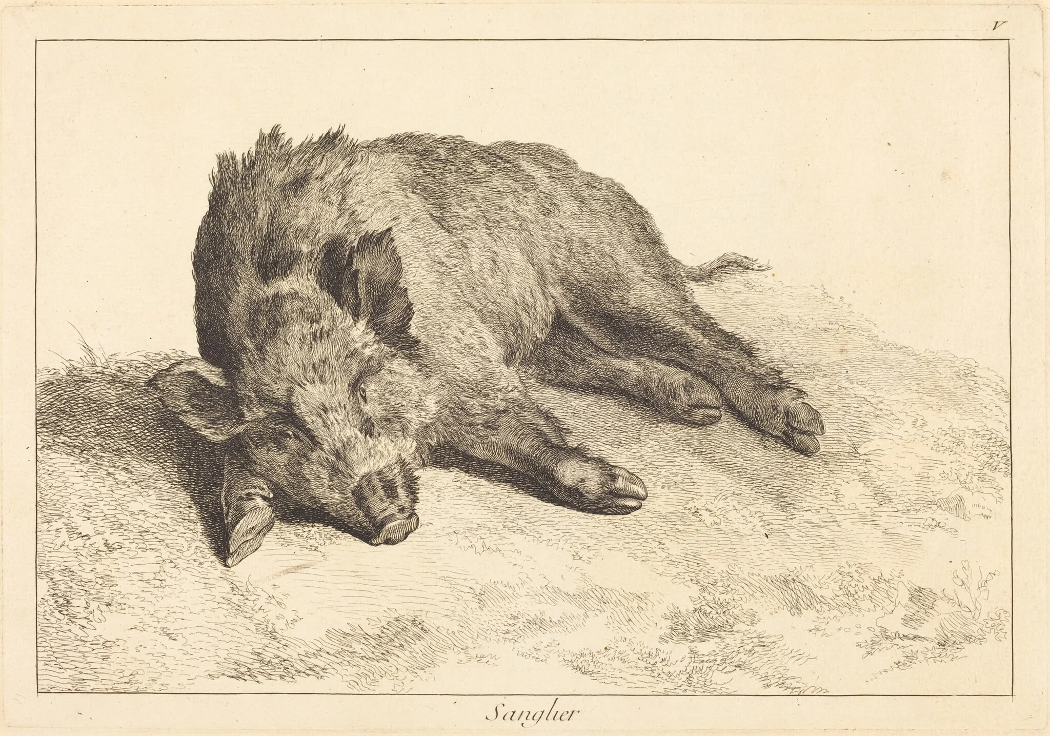Sanglier (Wild Boar Lying Down, Head to the Left), detail