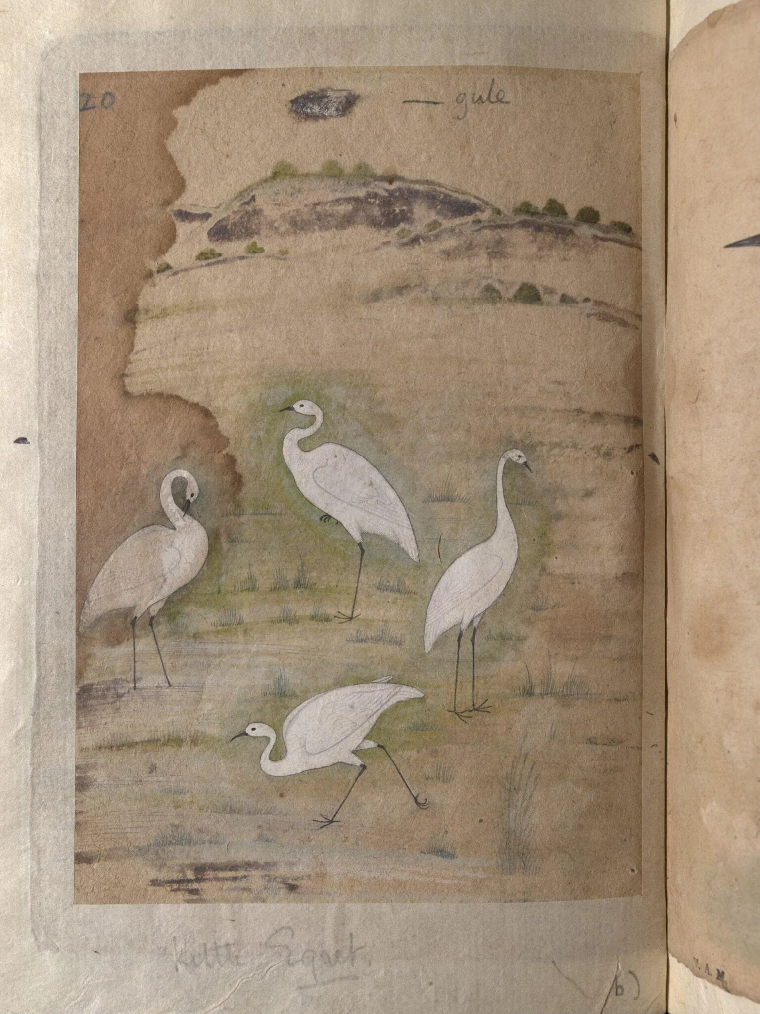 Depictions of a Bar-headed goose and four Little egrets, detail