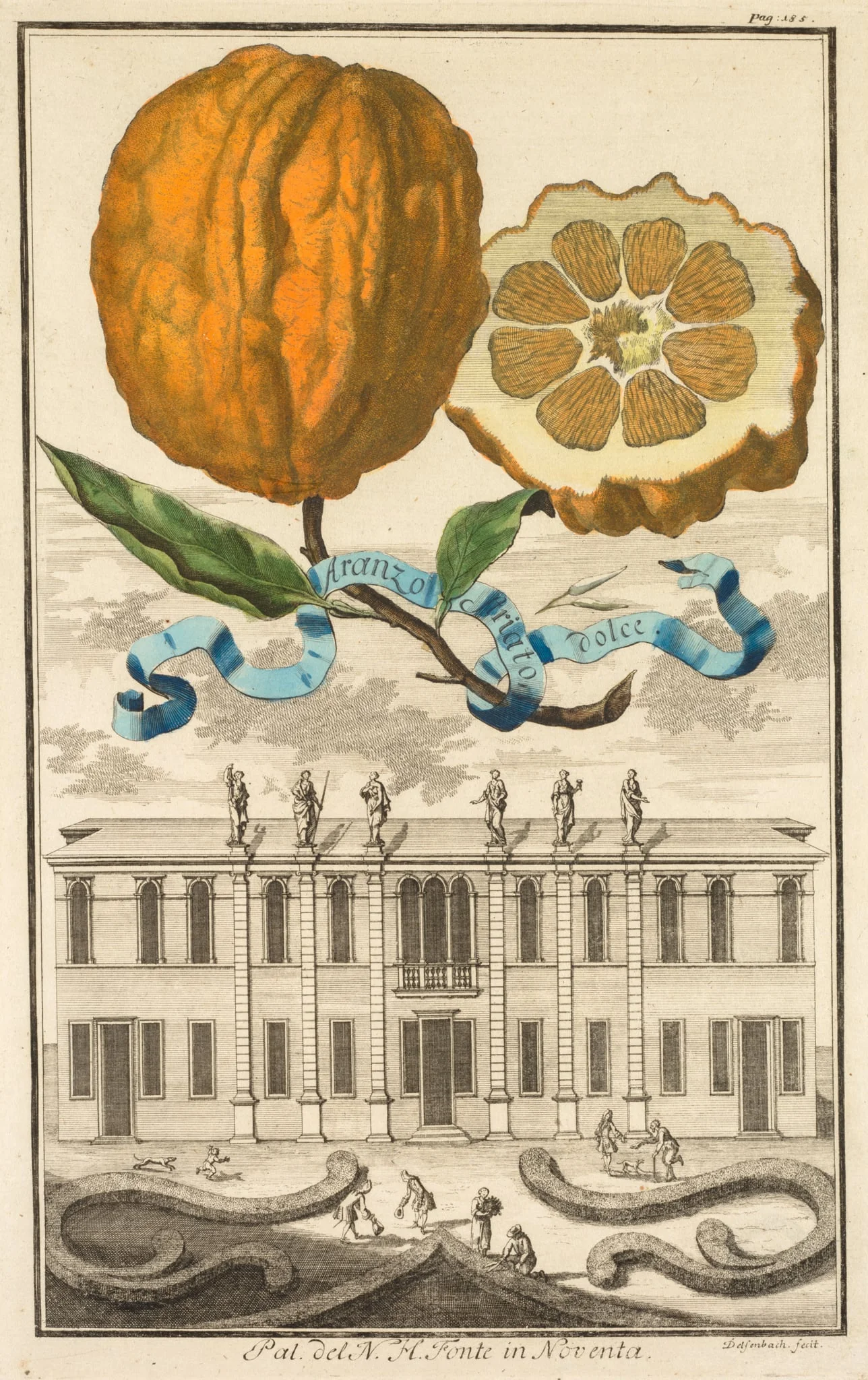 Nurnbergische Hesperides: No. 185 - Aranzo Striato dolce. Palazzo del N. H. Fonte in Noventa, detail