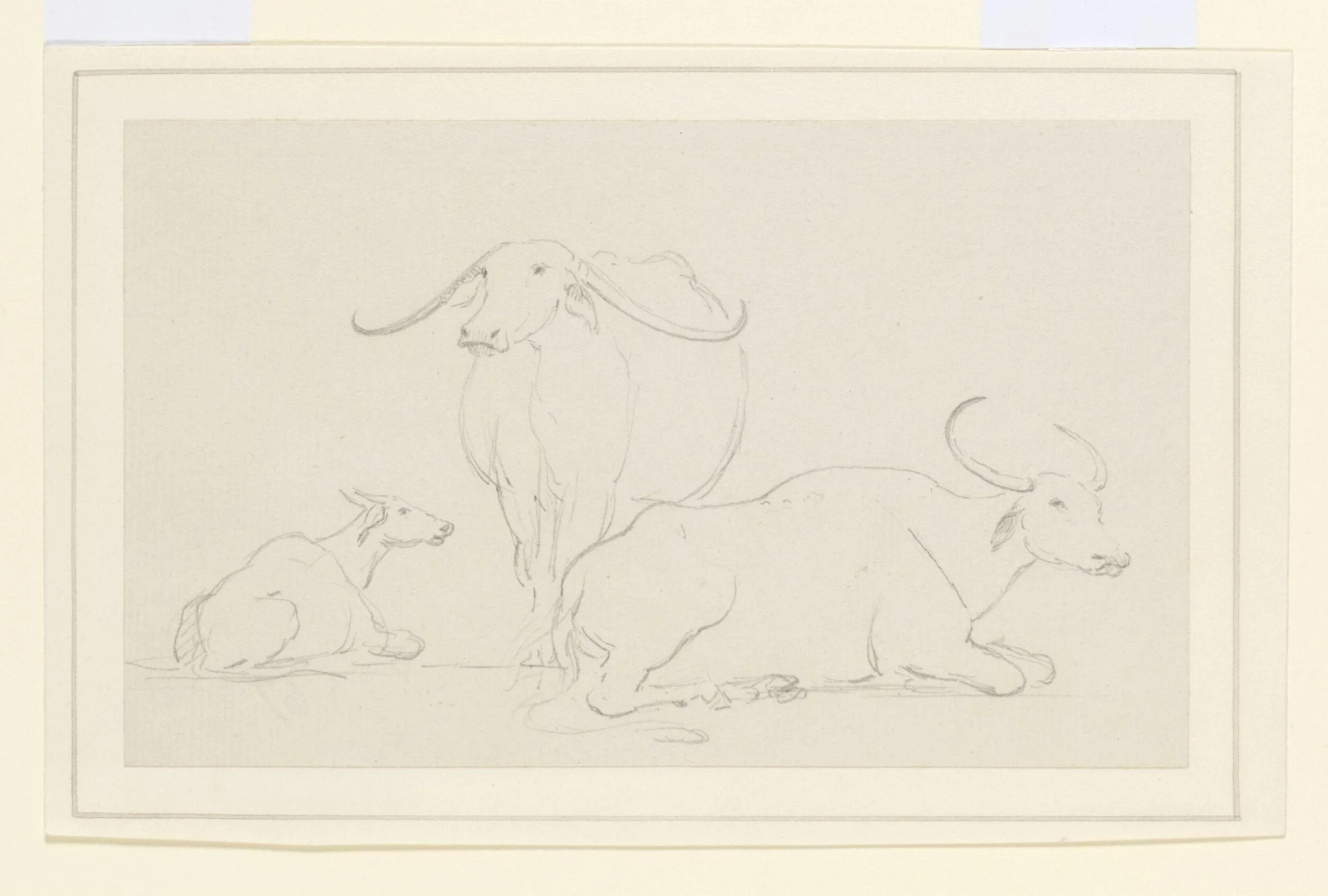 Three bullocks, detail