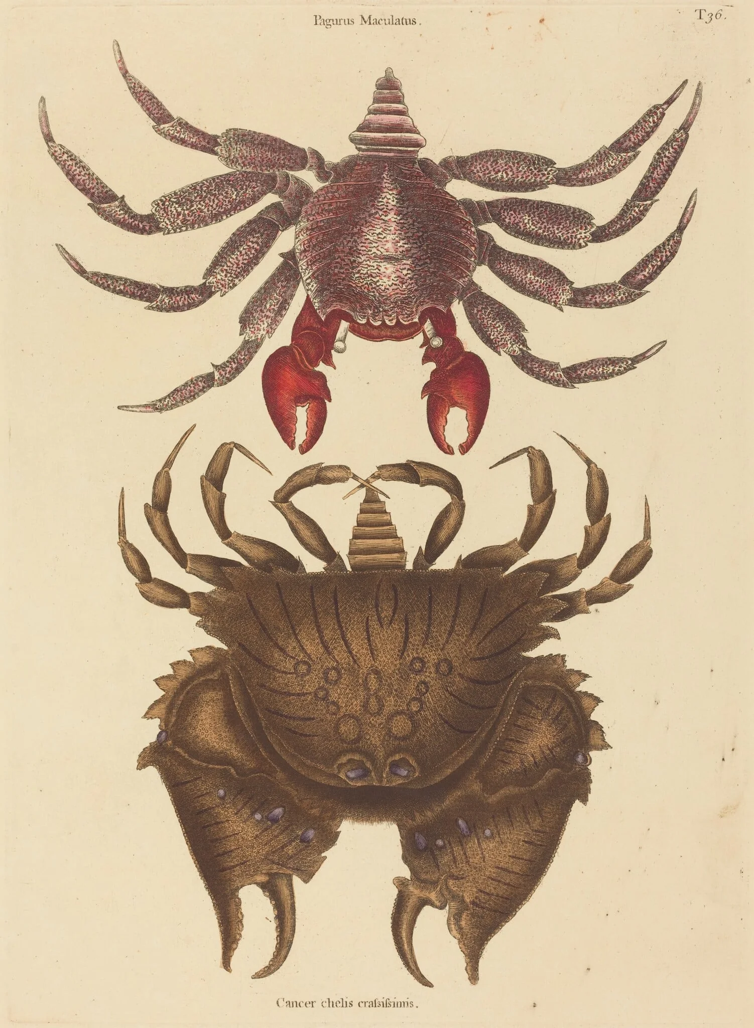 Red Mottled Rock-crab (Cancer grapsus), detail