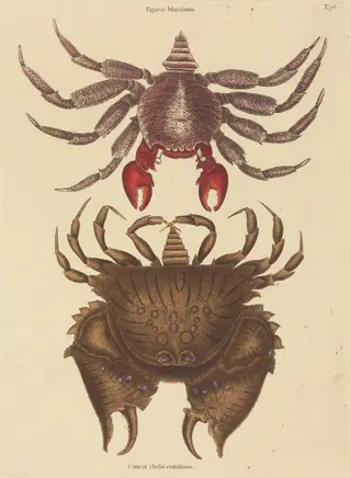 Red Mottled Rock-crab (Cancer grapsus), by Mark Catesby, ink, 1737