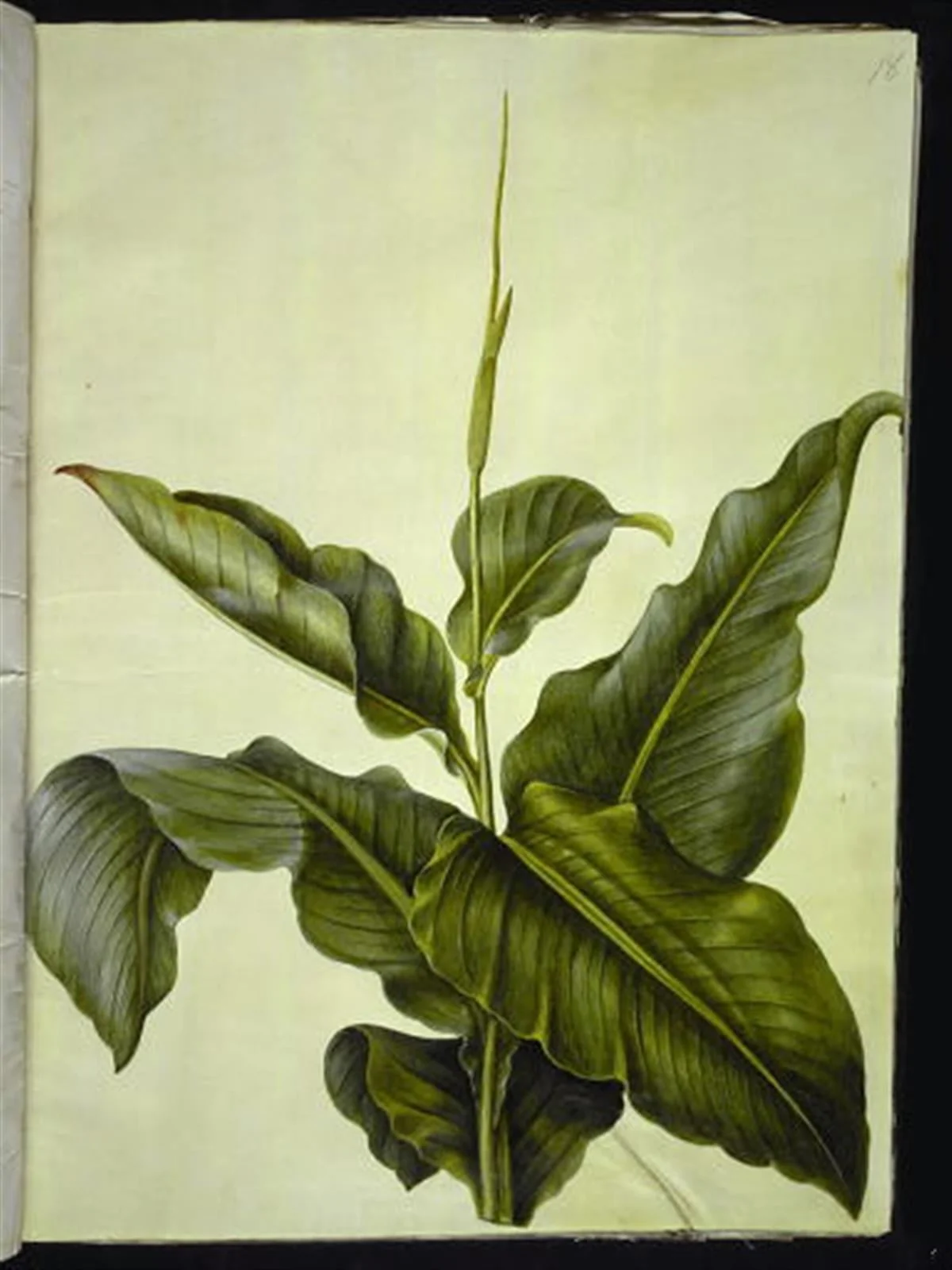 Canna (kanna), detail